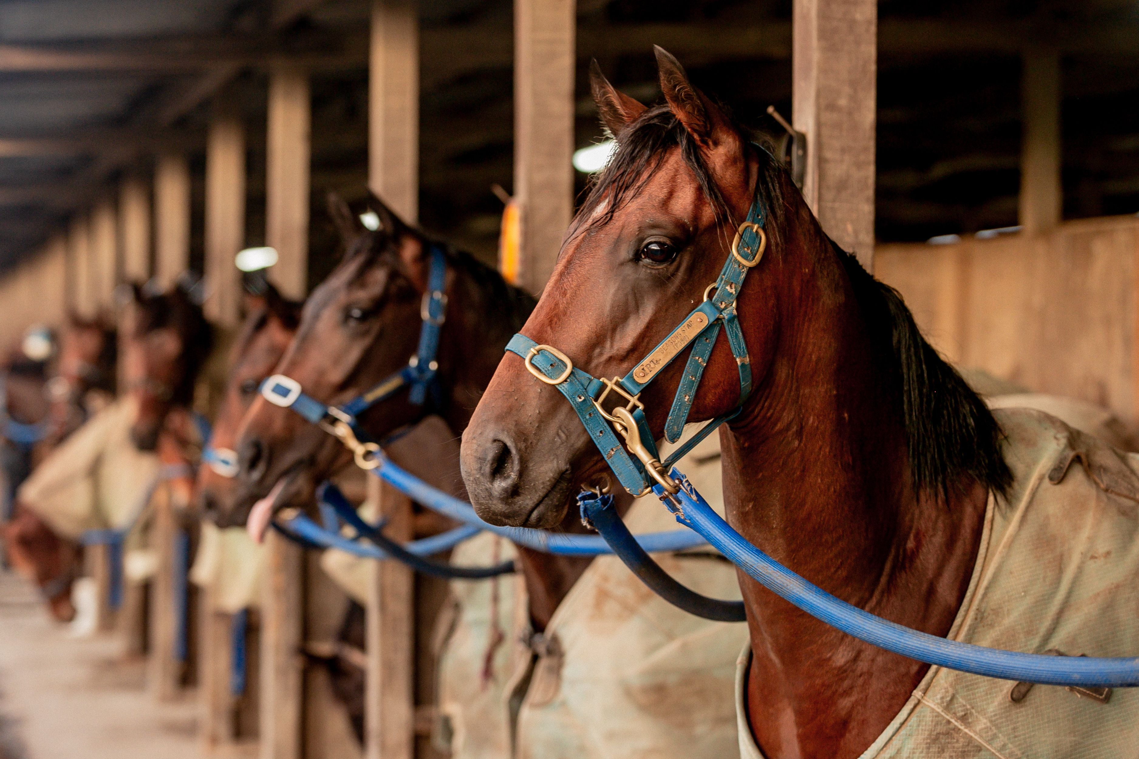 Stabling Information - JOINTHEACTION.CO.NZ